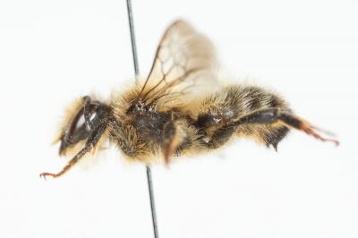  Megachile rufescens (Pérez, 1879)