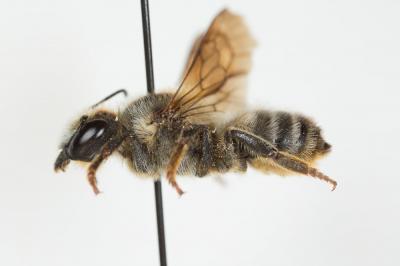  Megachile rufescens (Pérez, 1879)