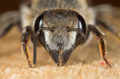  Megachile rufescens (Pérez, 1879)