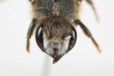  Megachile rufescens (Pérez, 1879)