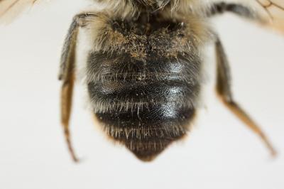  Megachile rufescens (Pérez, 1879)