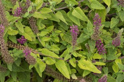  Teucrium hyrcanicum