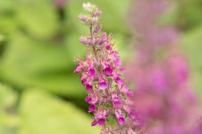  Teucrium hyrcanicum