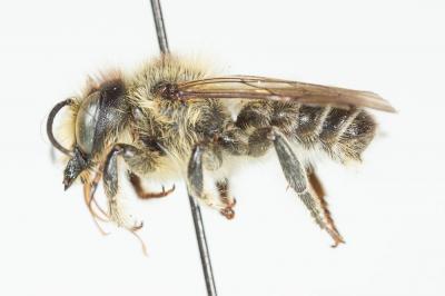  Megachile ligniseca (Kirby, 1802)