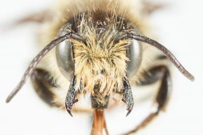  Megachile ligniseca (Kirby, 1802)