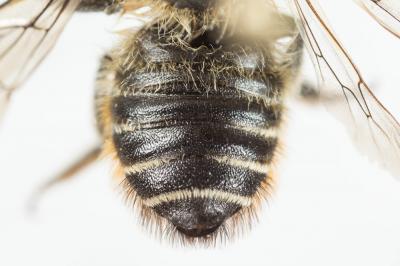  Megachile alpicola Alfken, 1924