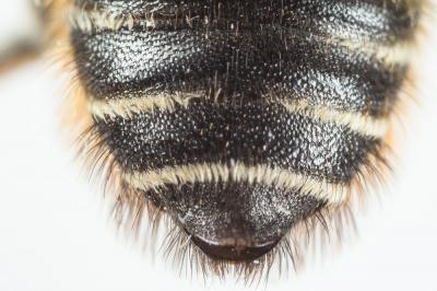  Megachile alpicola Alfken, 1924