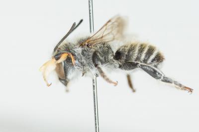  Megachile giraudi Gerstäcker, 1869