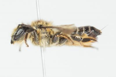  Megachile ligniseca (Kirby, 1802)