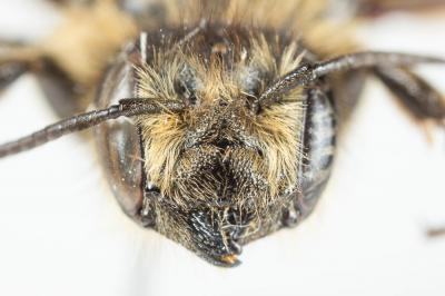  Megachile ligniseca (Kirby, 1802)