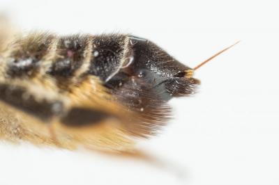  Megachile ligniseca (Kirby, 1802)