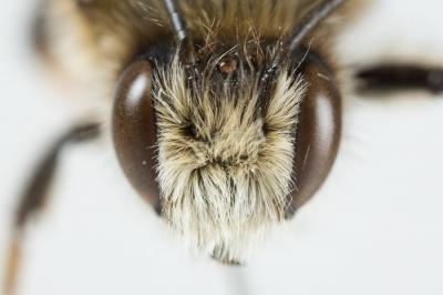 Abeille maçonne à polis roux Megachile parietina (Geoffroy in Fourcroy, 1785)