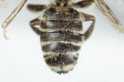  Megachile schmiedeknechti Costa, 1884