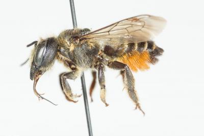  Megachile versicolor Smith, 1844