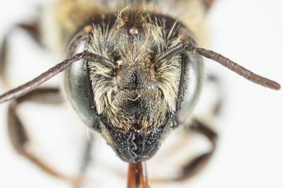  Megachile versicolor Smith, 1844