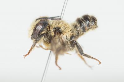  Megachile versicolor Smith, 1844