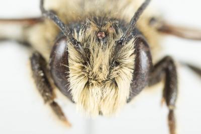  Megachile versicolor Smith, 1844