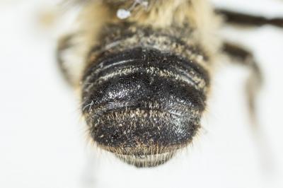  Megachile versicolor Smith, 1844