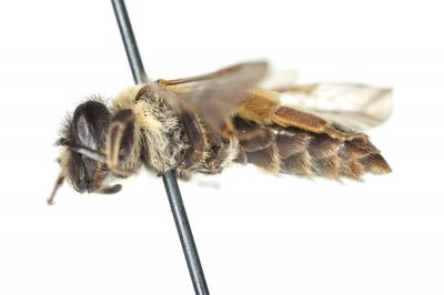  Andrena angustior (Kirby, 1802)