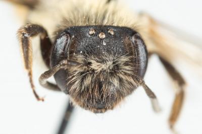  Andrena angustior (Kirby, 1802)