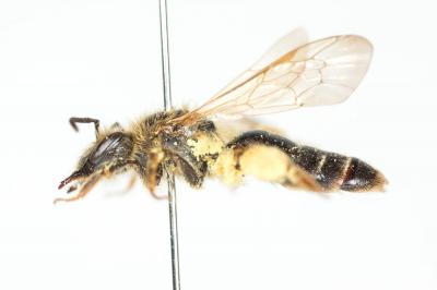  Andrena bucephala Stephens, 1846