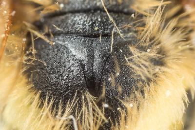  Andrena bucephala Stephens, 1846