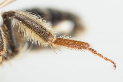  Andrena bucephala Stephens, 1846