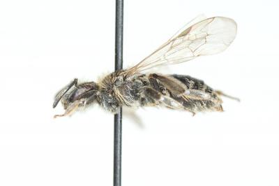  Andrena distinguenda Schenck, 1871