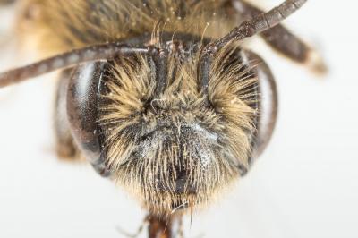  Andrena helvola (Linnaeus, 1758)