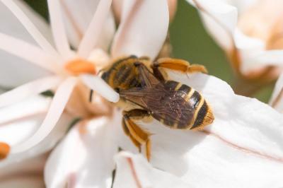  Andrena chrysopyga Schenck, 1853