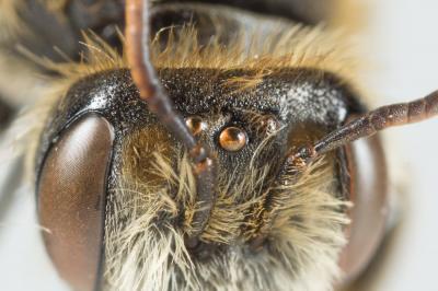  Andrena leucolippa Pérez, 1895