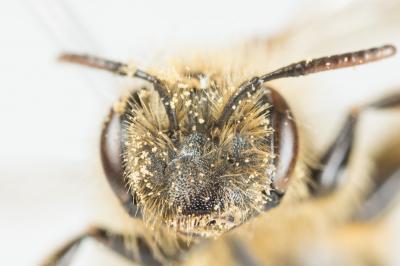  Andrena livens Pérez, 1895