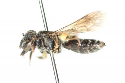  Andrena nitidiuscula Schenck, 1853