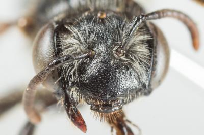  Andrena nitidiuscula Schenck, 1853