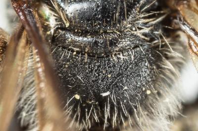  Andrena nitidiuscula Schenck, 1853