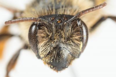  Andrena suerinensis Friese, 1884