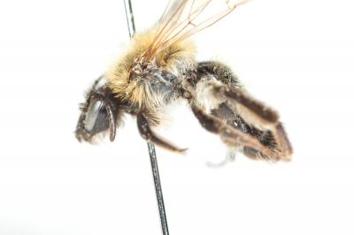  Andrena varians (Kirby, 1802)