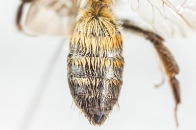  Andrena synadelpha Perkins, 1914