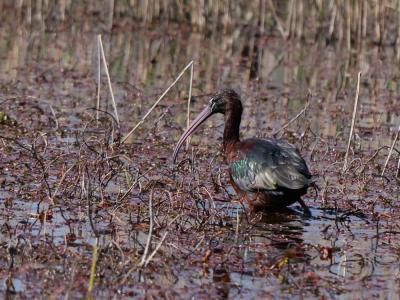 Ibis falcinelle Plegadis falcinellus (Linnaeus, 1766)