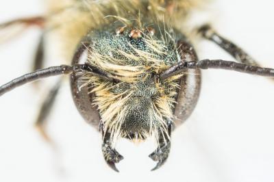  Osmia labialis Pérez, 1879