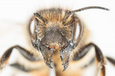  Osmia emarginata Lepeletier, 1841