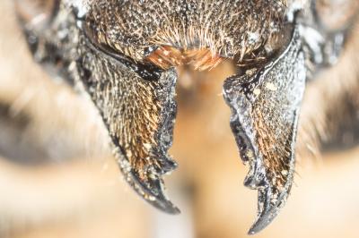  Osmia emarginata Lepeletier, 1841