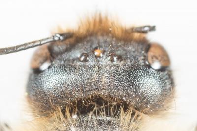  Osmia emarginata Lepeletier, 1841