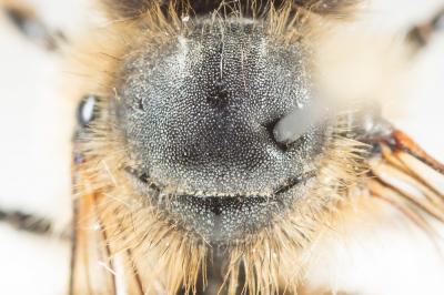  Osmia emarginata Lepeletier, 1841