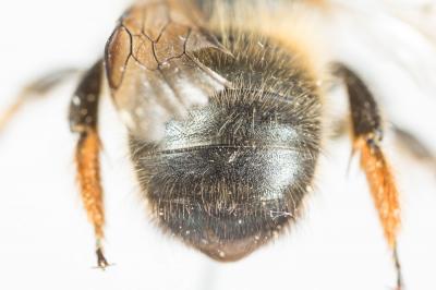  Osmia emarginata Lepeletier, 1841