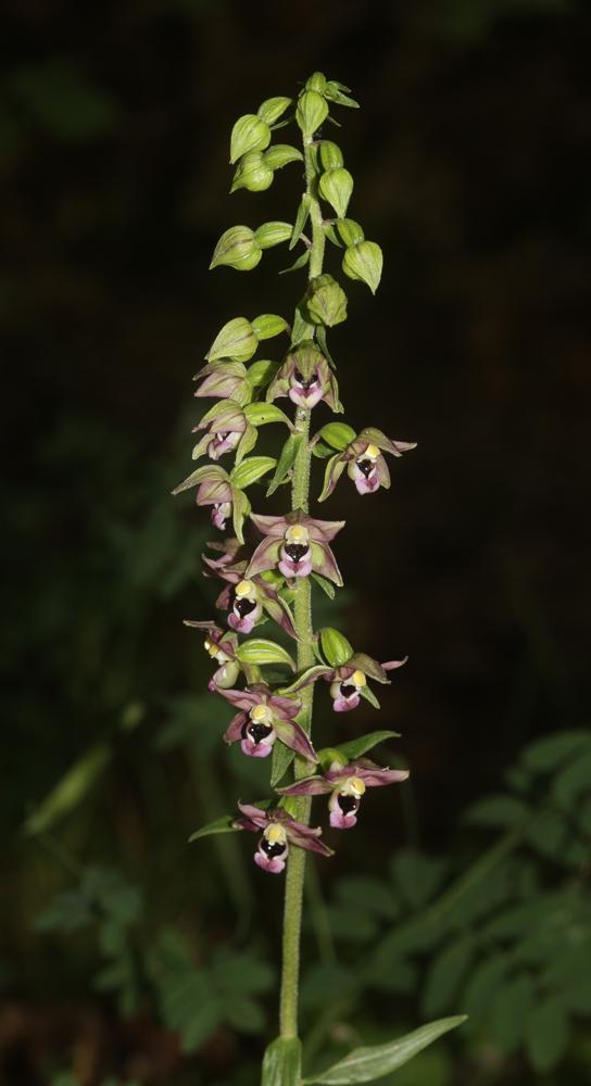 Épipactis à larges feuilles, Elléborine à larges f Epipactis helleborine (L.) Crantz, 1769