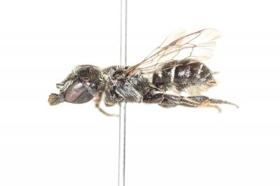  Osmia nasuta Friese, 1899