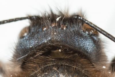  Osmia tricornis Latreille, 1811