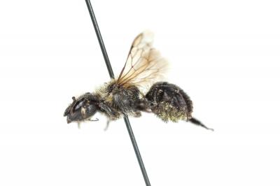  Osmia uncinata Gerstäcker, 1869