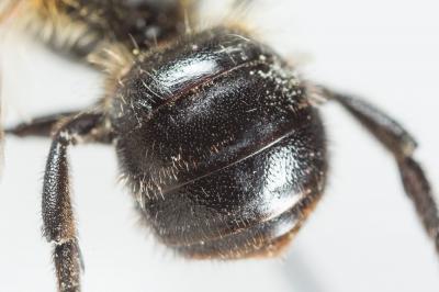  Osmia uncinata Gerstäcker, 1869